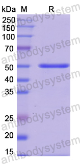 Recombinant Human VPS37A Protein, N-His