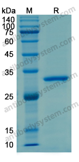 Recombinant Human CD85k/LILRB4/ILT3 Protein, N-His