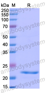 Recombinant Human CD85j/LILRB1 Protein, N-His