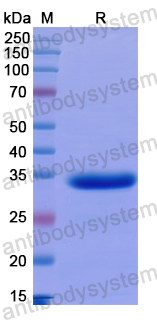 Recombinant Human CCL4L1 Protein, N-GST