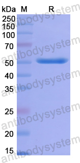 Recombinant Human KIF18A Protein, N-His