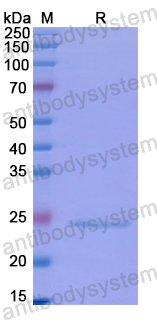 Recombinant Human RNASE11 Protein, N-His