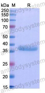Recombinant Human NDNF Protein, N-GST