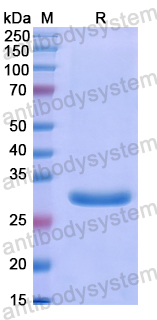Recombinant Human ITFG1 Protein, N-His