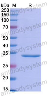 Recombinant Human SLC2A14 Protein, N-GST