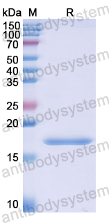 Recombinant Human RNASE8 Protein, N-His