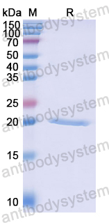 Recombinant Human CD303/CLEC4C Protein, N-His