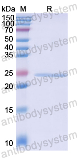 Recombinant Human NUP133 Protein, N-His
