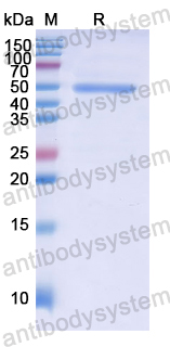 Recombinant Human PDCD6IP Protein, N-GST