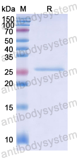 Recombinant Human BLNK Protein, N-His