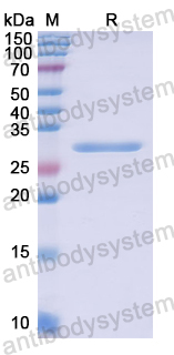 Recombinant Human GAB3 Protein, N-His