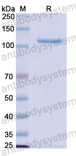 Recombinant Human MUC16 Protein, N-His