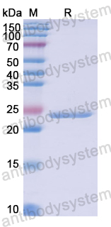 Recombinant Human FAM3C Protein, N-His