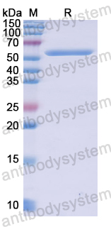 Recombinant Human SHC3 Protein, N-GST