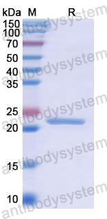 Recombinant Human PXDN Protein, N-His