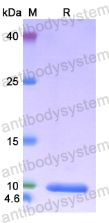Recombinant Human NRGN Protein, N-His