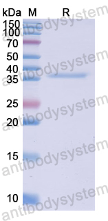 Recombinant Human CD112/Nectin-2/PVRL2 Protein, N-His