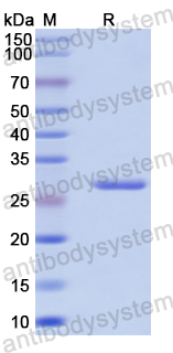 Recombinant Human STAM Protein, N-His-SUMO