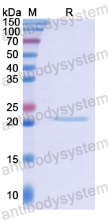 Recombinant Human DLG3 Protein, N-His