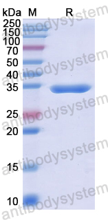 Recombinant Human GHSR Protein, N-GST