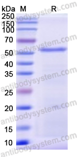 Recombinant Human NEO1 Protein, N-His