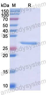 Recombinant Human ABCC2 Protein, N-His