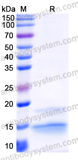 Recombinant Human GLG1 Protein, N-His