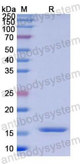 Recombinant Human FGF13 Protein, N-His