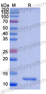 Recombinant Human PRG4 Protein, N-His
