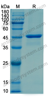 Recombinant Human KAT5 Protein, N-His