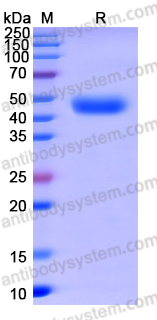 Recombinant Human DVL3 Protein, N-GST