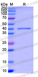 Recombinant Human H2AC6 Protein, N-GST