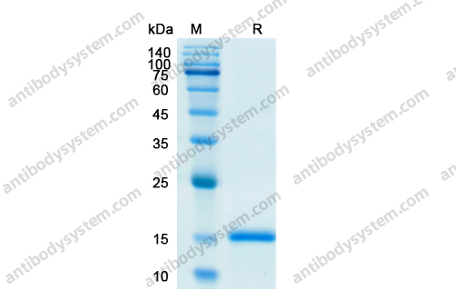 Recombinant Human TSLP Protein, C-His