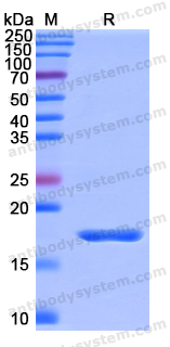 Recombinant Human UCN3 Protein, N-His