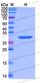 Recombinant Human IL22RA2 Protein, N-His