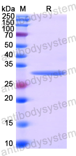 Recombinant Human PSMG2 Protein, N-His