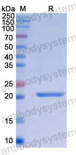 Recombinant Human SHISA4 Protein, N-His