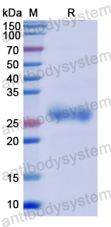 Recombinant Human ELMO2 Protein, N-His