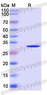 Recombinant Human CD307a/FCRL1 Protein, N-His