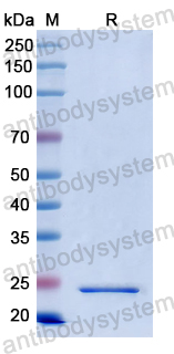 Recombinant Human BMF Protein, N-His