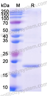 Recombinant Human NLRP3 Protein, N-His
