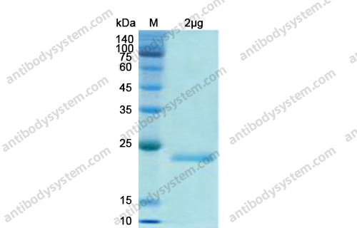 Recombinant Human IL17F Protein, N-His