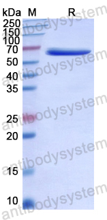 Recombinant Human F2RL3 Protein, N-GST