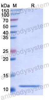 Recombinant Human CD268/TNFRSF13C Protein, N-His