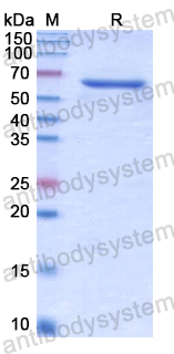 Recombinant Human SLC26A8 Protein, N-GST