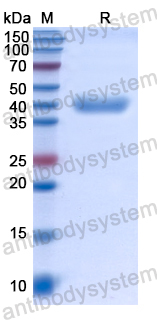 Recombinant Human NODAL Protein, N-His