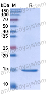 Recombinant Human CD114/CSF3R Protein, N-His