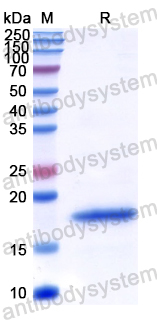 Recombinant Human HBEGF Protein, N-His