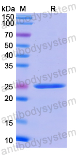 Recombinant Human CD180 Protein, N-His