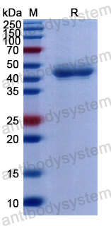 Recombinant Human PAFAH2 Protein, N-His